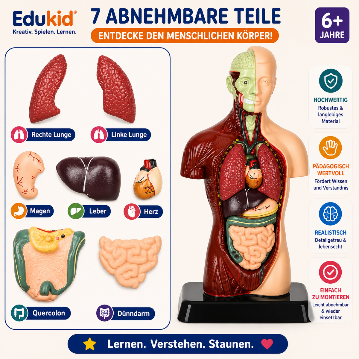 Anatomiemodell für Kinder
