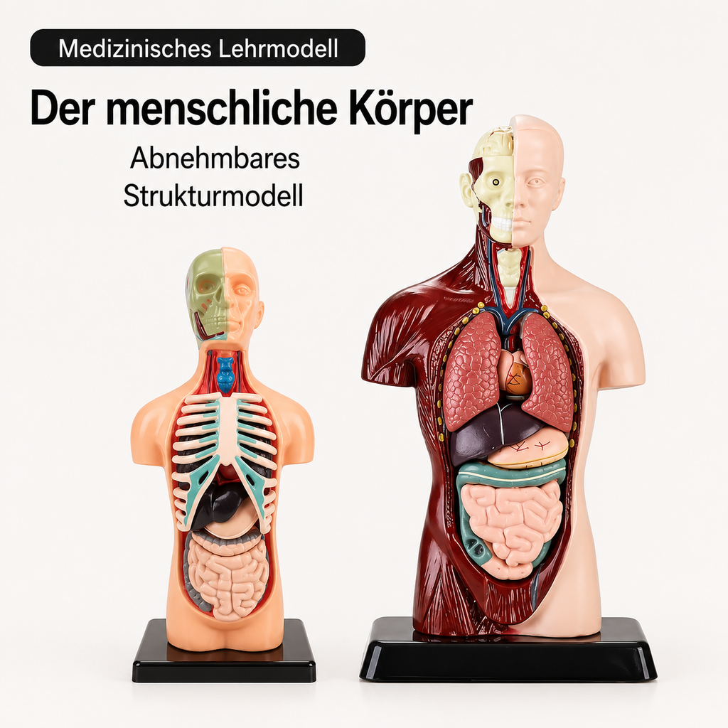 Anatomiemodell für Kinder