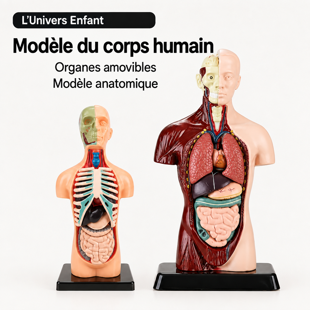 Modèle anatomique du corps humain avec texte en français